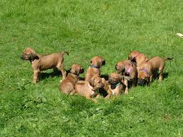 As rhodesian ridgebacks mature into adulthood, be sure to keep clear who. Akc Rhodesian Ridgeback Puppies For Sale Rhodesian Ridgeback Puppy Breeders Champion Bloodlines