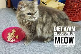 Produk makanan kucing yang sangat sesuai untuk kulit dan bulu yang cantik dan sihat! Tips Memilih Makanan Kucing Cat Food Ini Adalah Bellarina Natasya