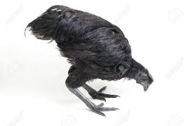 Black sumatra varian warna putih bersih. Black Ayam Cemani Chicken Isolated On White Background Stock Photo Picture And Royalty Free Image Image 147844234