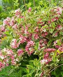 The leaves have bright green veins and the rest of the leaf keeps its dark purplish color through the summer. Weigela How To Grow Care For A Weigela Bush Garden Design