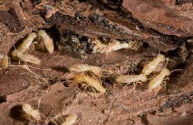 That's because ants forage on food and water out that's because termites are sneaky and hide in small, dark spaces. How To Tell The Difference Between Ants And Termites Rid Pest Control