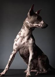 We did not find results for: American Hairless Terrier Ming Mexican Hairless Dog Hairless Dog Hairless Animals
