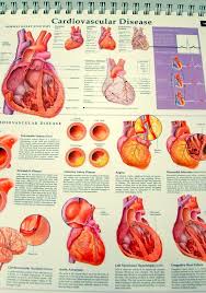 classic anthology of anatomical charts vol 2 only spiral