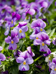 Pansy Better Homes Gardens