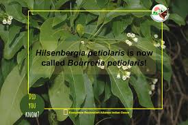 Image result for Hilsenbergia