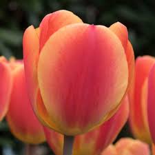 The problem with growing tulips in florida is that the bulbs need to go through a cold season before they will sprout, and most of florida doesn't have a cold season. Tulip Oxford Elite Longfield Gardens