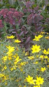 Coreopsis Verticillata Zagreb Tickseed Sedum Purple Emperor Showy Stonecrop Auguat 1 2015 Tickseed Sedum Flowers