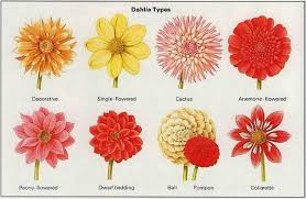 Growing Dahlias Guide To Dahlia Flowers Growing Dahlias Dahlia Flower Types Of Oranges
