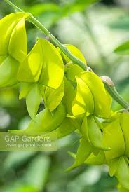 Image result for Crotalaria laburnifolia