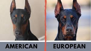 Both parents are health tested and their pedigrees are full of champions, international champions and even world champions! American Doberman Vs European Doberman Difference Youtube