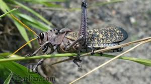 Selain kode alam jangkrik dan erek erek di atas, berikut ini akan kami ceritakan tentang arti mimpi tentang jangkrik dan tafsir tentang jangkrik 2d 3d 4d dan juga kode keberuntungan yang mengiringi mimpi yang sudah alami ini. Kode Alam Mimpi Jangkrik 2d 3d 4d Erek Erek Deret Angka Primbon