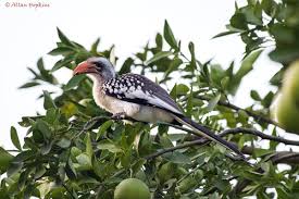 Image result for Pogonospermum ciliatum