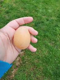 Are buff orpington hens experiencing a decline in egg production?