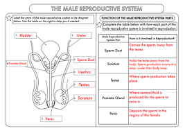 File type pdf 78 anatomy and physiology coloring workbook answers. 34 Male Reproductive System Worksheet Answers Free Worksheet Spreadsheet