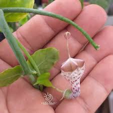 Image result for Ceropegia haygarthii