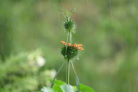 Image result for Leonotis nepetifolia