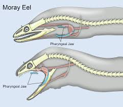 Pin On The Double Jaws Of A Moray Eel