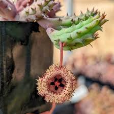 Image result for Huernia hystrix
