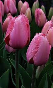 Pin On Pink Perfect