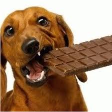 Why Can T Dogs Eat Chocolate Factual Facts