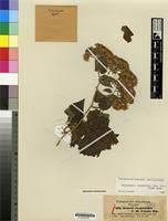 Image result for Mikaniopsis