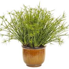 Image result for Cyperus fischerianus