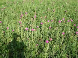 Image result for Carduus nyassanus