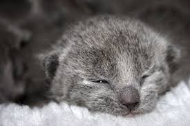 Russian Blue Cat Price How Much Do Russian Blue Kittens Cost Russian Blue Love 2015 In 2020 Russian Blue Blue Cats Russian Blue Cat
