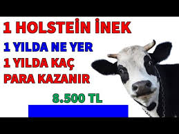 1 Inek Gunluk Ne Yer Ne Kadar Sut Verir Para Kazandir Mi Hayvancilik Inek Parakazanma Sut Youtube
