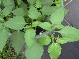 Image result for Solanum scabrum