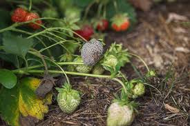 Gray mold is perhaps the most common disease of flowers. How To Control Gray Mold Botrytis Rot On Strawberries Gardener S Path