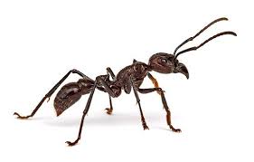 Pin On World Of Ants