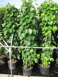Actinidia Deliciosa Jenny Kiwi Jenny Gut Verzweigte Schlingpflanze Die Bis Zu 5m Hoch Wird Walnussgrosse Kiwis Als Fru Pflanzen Kletterpflanzen Garten