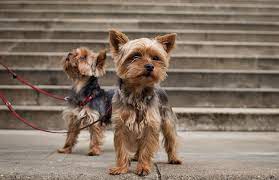 5 Tiny Dog Breeds That Stay Small 4 Looks Like A Cute Little Monkey
