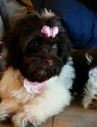 Puppies availability tpage updated 2/12/21. Our Adorable Havanese Hazelnut Truffle Aka Hazel Chocolate And White Parti Havanese Havanese Puppies Furry Friend