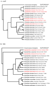 Image result for Pilostyles aethiopica