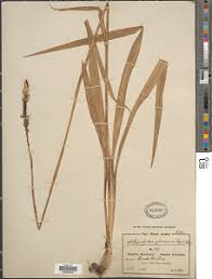 Image result for Chlorophytum affine