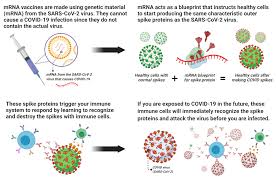 Our cells use mrna as the recipe for building proteins. What To Know About Covid 19 Vaccines Remote Medical International