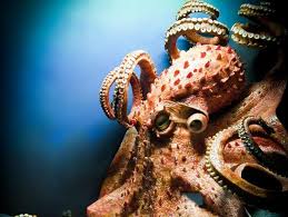 Pulpo wms helps optimize all warehouse processes. El Pulpo Mas Grande Del Mundo Vix
