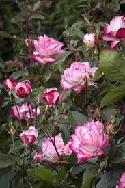Use in containers or along shady borders. Update Monrovia Announces Its 2019 Featured Plants