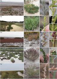 Image result for Suaeda sp. B