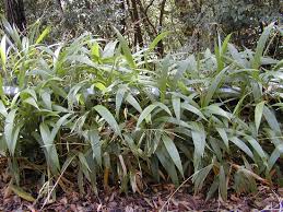 Image result for Setaria longiseta