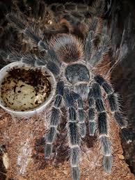 Image result for Lasiodiscus pervillei