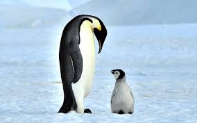 Image result for penguin