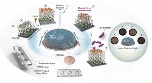 An emerging assay for rapid diagnosis of live Salmonella Typhimurium by  exploiting aqueous/liquid crystal interface