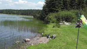 Flocks of geese crowding your yard can be a huge nuisance. How To Keep Geese From Landing On Property Really Works Youtube