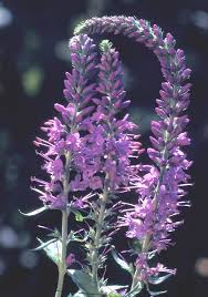 Image result for Vigna oblongifolia