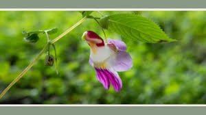 11 Plants That Look Like Animals ...