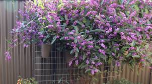 Image result for Hardenbergia