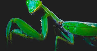 香川照之 飢えたカマキリが美しい理由 香川 照之 プレジデントオンライン カマキリ 虫 美しい